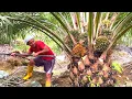 Download Lagu LUAR BIASA.!!  PANEN SAWIT SRIWIJAYA 5 SUNGGUH ISTIMEWA