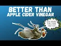FRUIT FLY INFESTATION and how to deal with it The Indoor Gardener