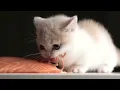 Download Lagu Kitten eats salmon  with doom music