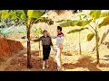 Simple Peaceful Daily Work: Planting Banana Trees Hoping We Will Have a Bountiful Harvest