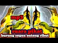 Download Lagu suara pikat burung sogok ontong ribut dan menjerit !!! pikat sogon paling ampuh