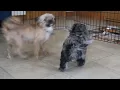 Shorkie-Poo Puppy For Sale