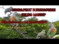 Download Lagu Suara pikat burung punai paling ampuh dijamin burung punai liar pasti mendekat