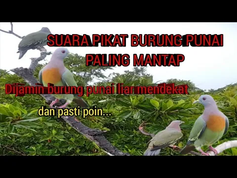 Download MP3 Suara pikat burung punai paling ampuh dijamin burung punai liar pasti mendekat