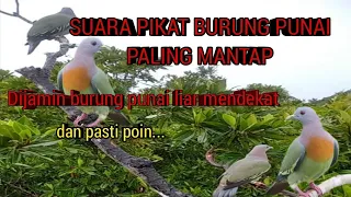 suara pikat burung punai paling ampuh dijamin burung punai liar pasti mendekat