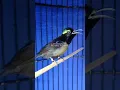 Download Lagu Konin Gacor Konslet Full Isian Hot 🔥#konin #koningacor  #kolibrininja #kolibri #birds #hummingbird