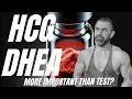 Download Lagu HCG / DHEA: More important than TEST? Yes. I'll prove it (DEEP DIVE INSIDE)
