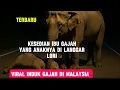 Tangisan Sang Induk Anak Gajah Mati Ditabrak Truk di Malaysia