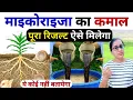 Lagu खेती में माइकोराइजा का सही उपयोग | mycorrhiza bio fertilizer | Humic Acid fertilizer | gehu ki kheti