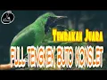 Download Lagu Auto Juara Masteran Cucak Ijo Full Isian Tembakan Tengkek Buto Konslet