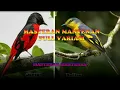 Download Lagu Masteran Mantenan Full Variasi