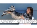 10 Largest Domestic Cat Breeds