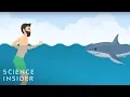 How To Survive A Shark Attack According To A Shark Researcher