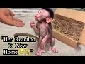 “Baby Monkey’s First Day Reaction — She Looks So Confused in Her New Home 🥺🐒”