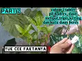 Cukup dua pil bodrex hama daun cabe seperti kriting, melipat,kutu daun dan tripis beres‼️ faktanya❓️