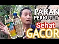 Download Lagu HATI-HATI... ⁉️ PERKUTUT GACOR DENGAN PAKAN INI, PASTI SEHAT DAN LANCAR MANGGUNG