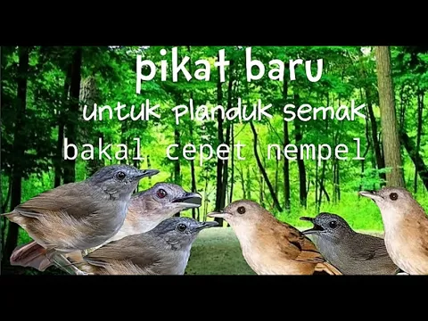 Download MP3 suara pikat burung planduk semak/tikusan/blondotan liar terbaru