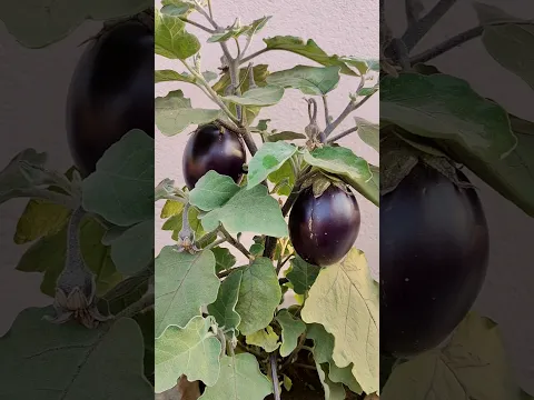 টবে বেগুন চাষ #youtubeshort #garden #roofgardening #wintertree
