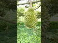 Download Lagu 🔴 Kandungan Kolesterol Pada Durian Itu Zero‼️