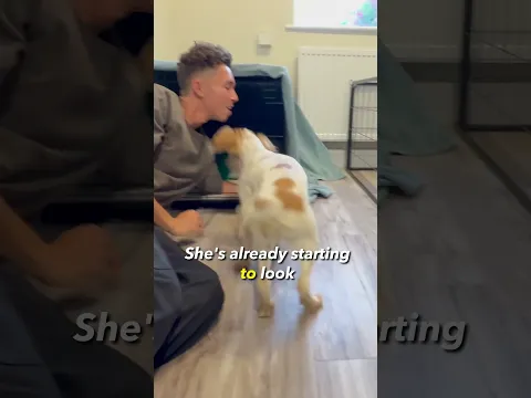 Watch our Golden Retriver Welcome a Rescue Puppy Into Our Home