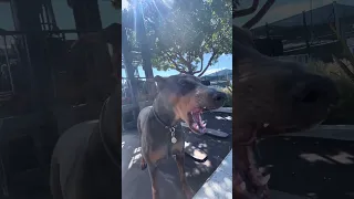 #fypシ #Fyp #Dream #doberman #pets