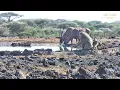 Baboons Mating Not for sensitive viewers Great Plains Conservation