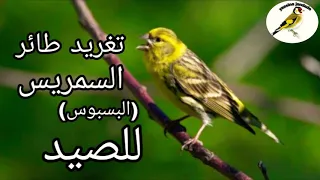 تغريد طائر السمريس البسبوس للصيد Samaris Basbos Pour La Chasse2021 