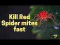 Download Lagu How to kill Red Spider Mites fast
