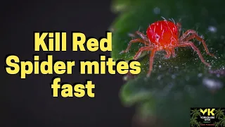 Download How to kill Red Spider Mites fast MP3