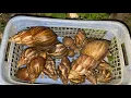 Download Lagu 🔴WAOO SNAIL‼️HUNTING SNIAL,BERPETUALANG MENCARI SIPUT,MENANGKAP SIPUT,BINATANG KECIL,ANIMALS