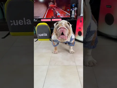 POLAR YA EMPEZÓ A PERDER TODO EN LA ESCUELA 😭