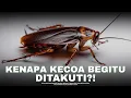 Download Lagu Fakta Gila Tentang Kecoa yang Bikin Merinding!!! | #Alamaya