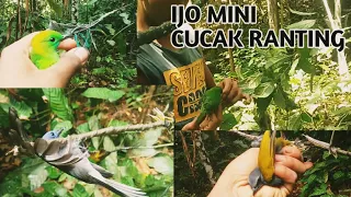 mikat ijo mini cucak ranting dan burung lainnya