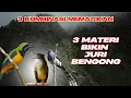 Download Lagu 3 MASTERAN KOMBINASI CUCAK CUNGKO VS CUCAK JENGGOT VS MURAI AIR || TEMBAKAN MUDAH DI TIRUKAN