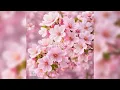 벚꽃안녕 🌸 (Cherry Blossom Hello) | A Song by TODAY LOVER | Lyrics + English Translation