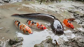 Finding Catfish in the Rice Fields, Arowana Fish, Tilapia Fish, Octopus, Crab, Shark [Part619]
