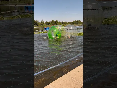 Zorbing!!! #waterfun #zorbing #bubble