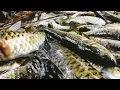 Download Lagu waw banyak ikan semah ini besar besar kami dapat kan di hulu sungai di hutan belantara ini