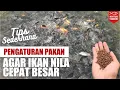 Download Lagu Hitungan Sederhana Pakan Ikan Nila Agar Budidaya Ikan Nila Berhasil | Ikhtus Tondei