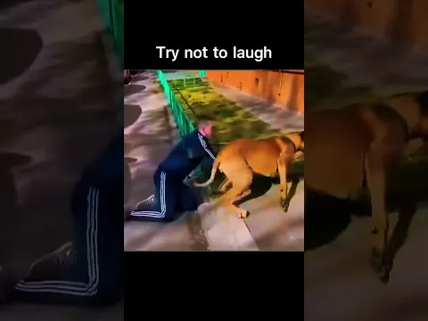 Try not to laugh | #shorts