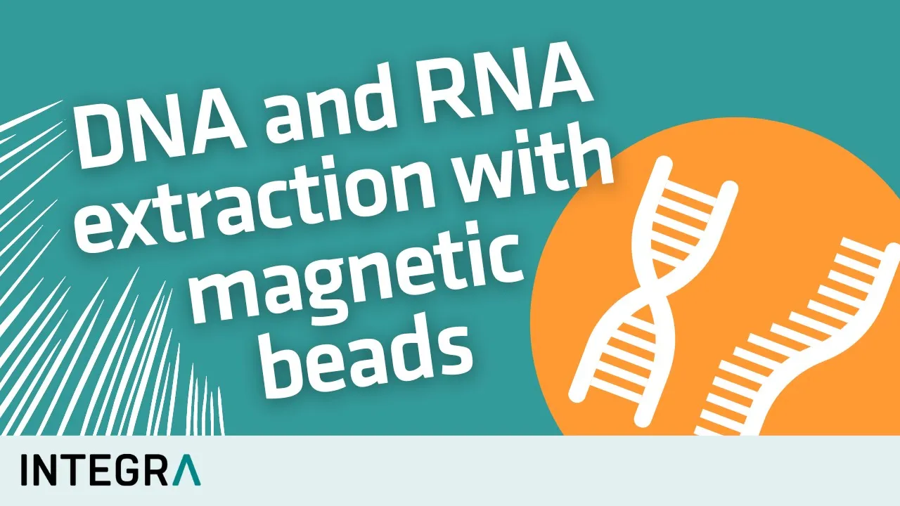 DNA and RNA extraction with magnetic beads – How it works