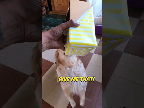Tag that dog lover 🐶 #mystery #mysteryboxes #mysterybox #mysteryboxindia #mysteryboxchallenge