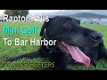 Raptor Falls To Bar Harbor S2E16