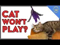 Download Lagu Cat Won't Play? You're Doing it Wrong!
