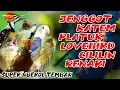 Lagu MASTERAN MEWAH !! JENGGOT - KATEM - PLATUK - LOVEBIRD - CILILIN - KENARI | SANGAT COCOK BUAT MURAI