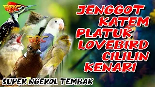 masteran mewah jenggot katem platuk lovebird cililin kenari sangat cocok buat murai