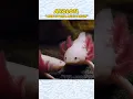 Download Lagu Axolotl || Selalu tersenyum dan tak pernah tua #axolotl #trending #shorts #dhikacirebon