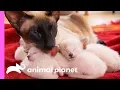 Protective First-Time Mom Looks After Her Curious Siamese Kittens Too Cute