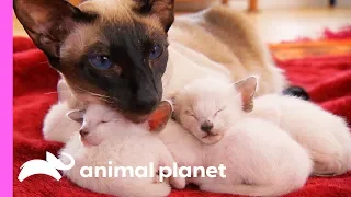 Protective First-Time Mom Looks After Her Curious Siamese Kittens Too Cute