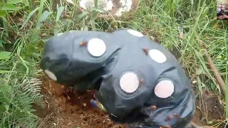 معركة ضخمة بين ستة نحالين و خلية دبابير شرسة و النهاية كانت ابادة تامة للخلية عن بكرة أبيها   تابعوا دندنها